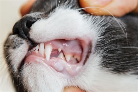 Do White Cats Have Health Problems – Care Guide.